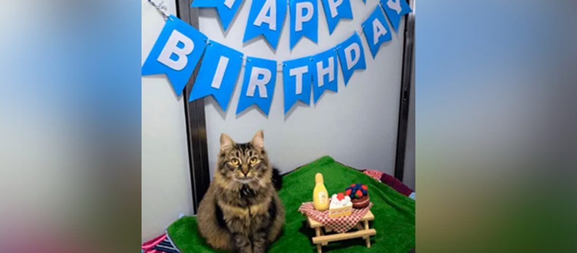 cumpleaños gato-Foto La República