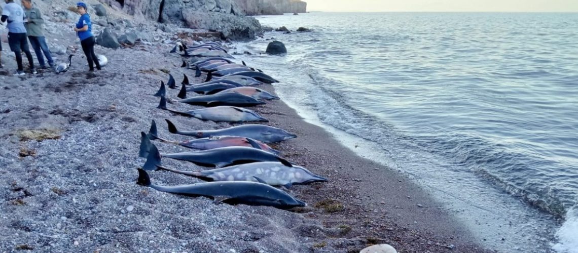 delfines-muerton-en-las-costsa-del-mar-de-cortes-en-la-paz