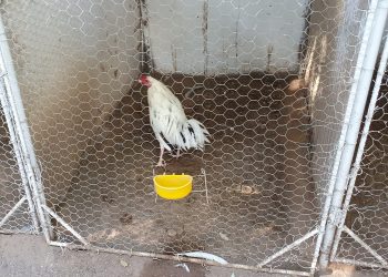 gallo-de-pelea-asegurado-en-el-penal-de-aguaruto1