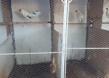 gallos-de-pelea-asegurado-en-el-penal-de-aguaruto2