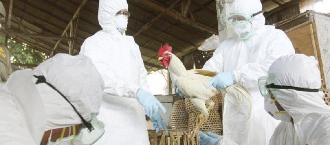 gripe aviar-1