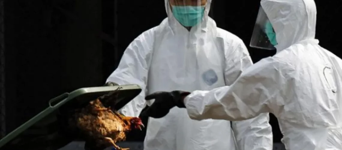 gripe aviar