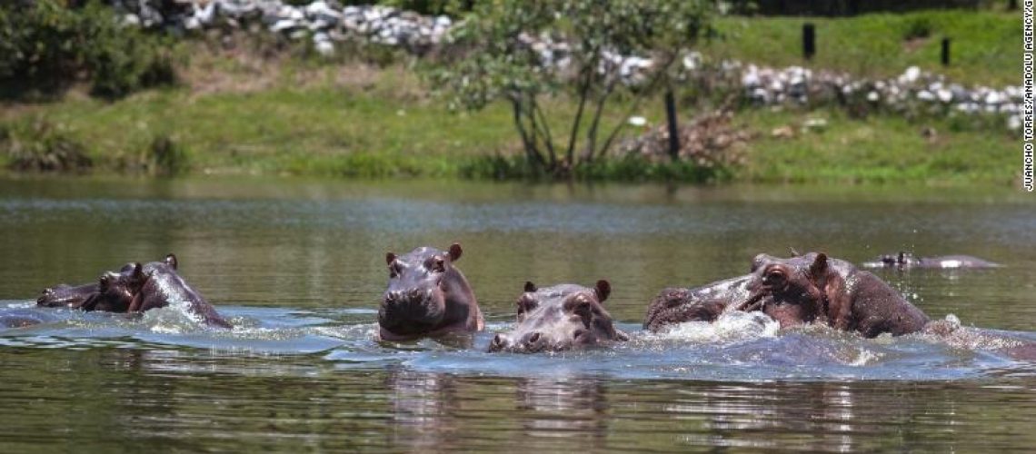 hipopotamos-de-pablo-escobar
