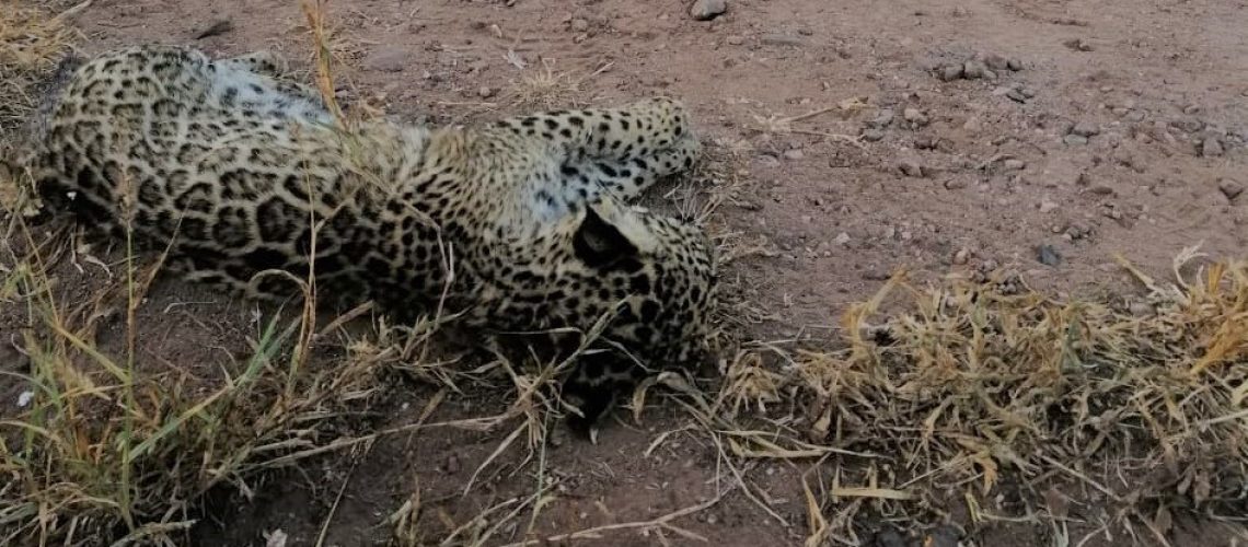 jaguar muerto (2)