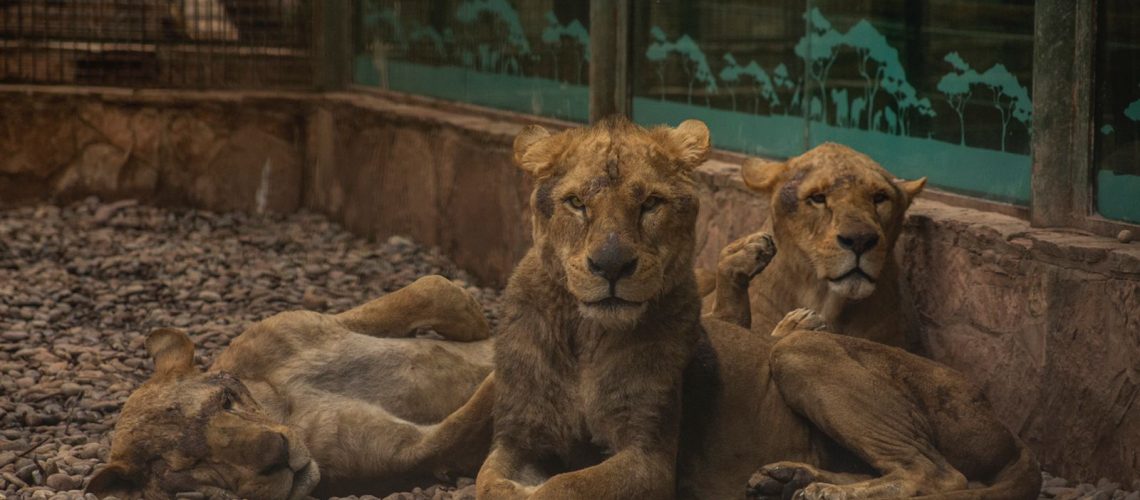 leones maltratados zoo