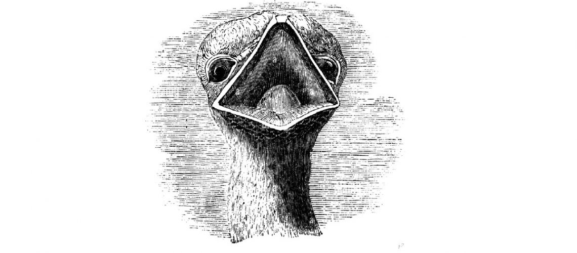 malayerba-botas de avestruz