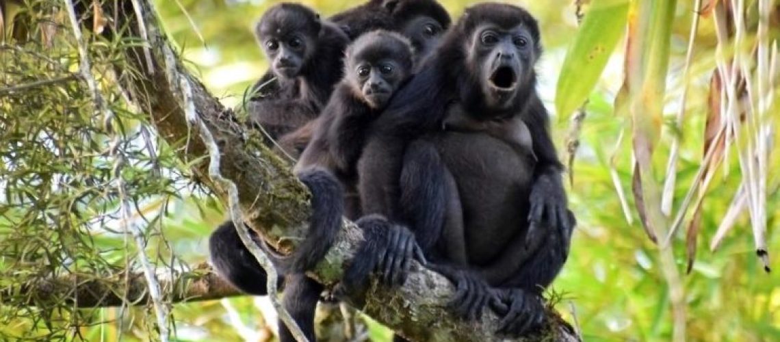 monos aulladores national geographic