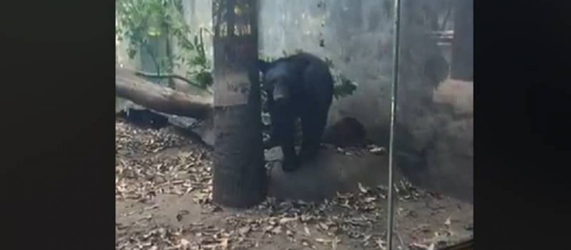 oso negro-zoologico de culiacan