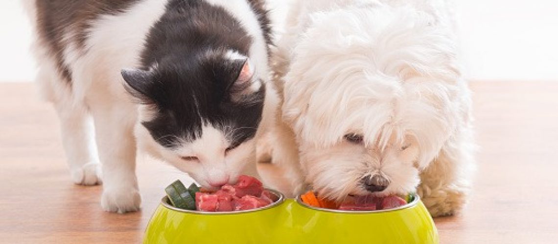 perro-y-gato-mascotas-comida